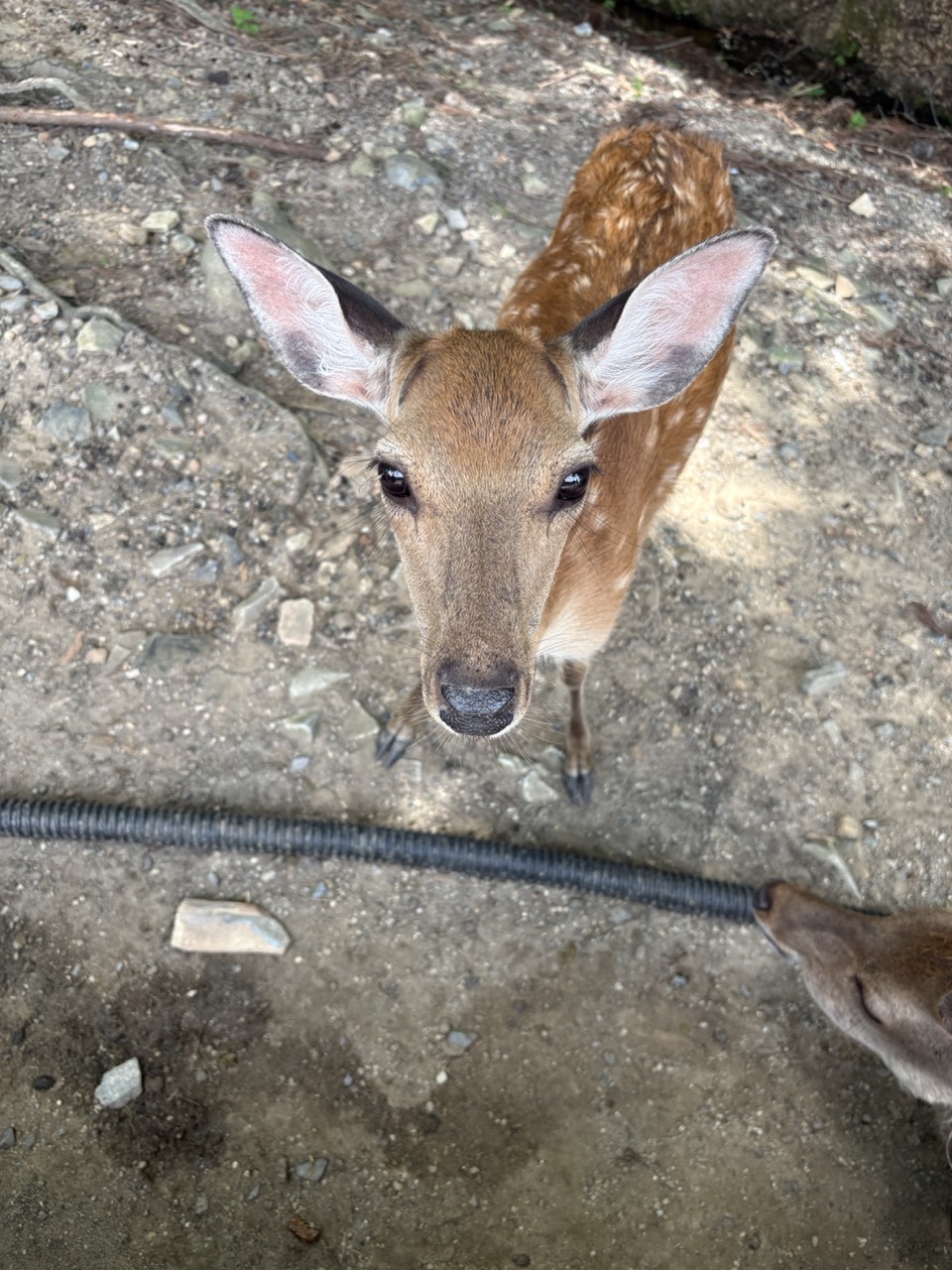 A deer at Nara Park