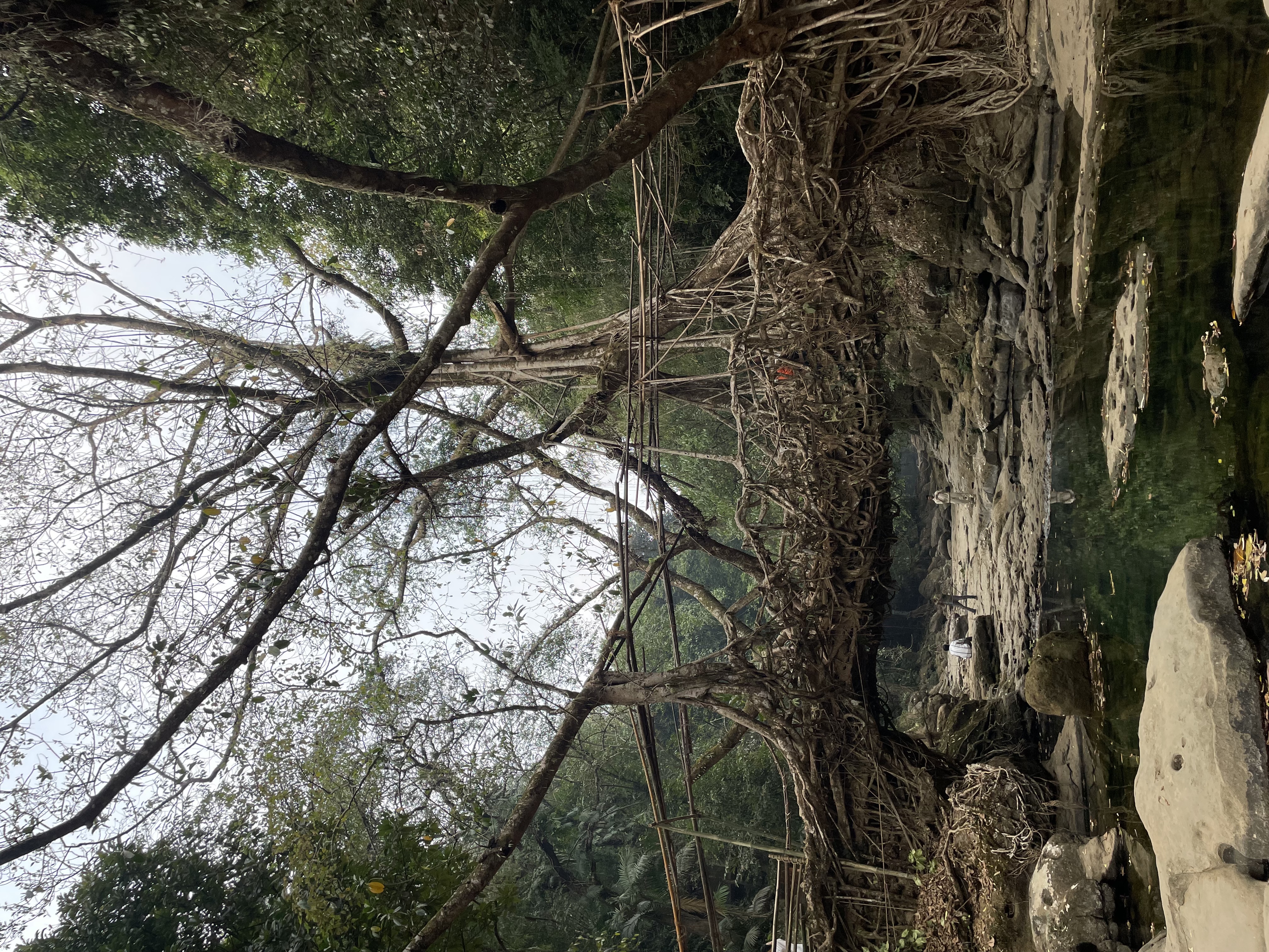 Living root bridge